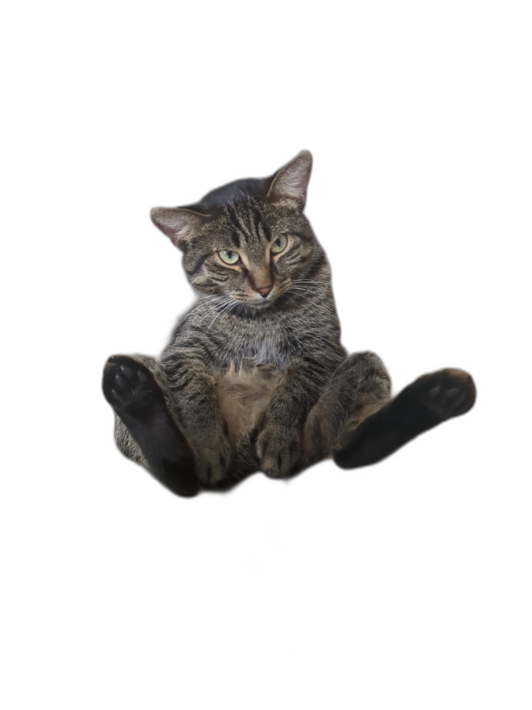sitting cat